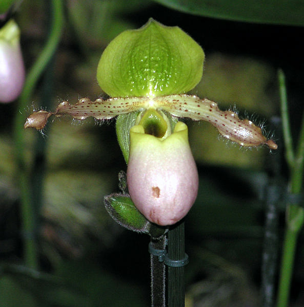 Orchidea.38.JPG - OLYMPUS DIGITAL CAMERA